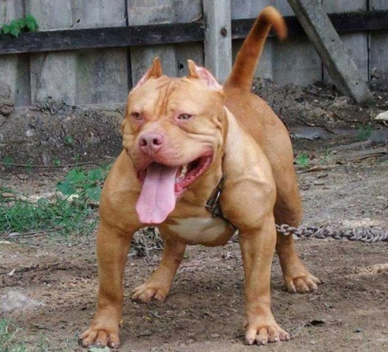 muscular pitbulls