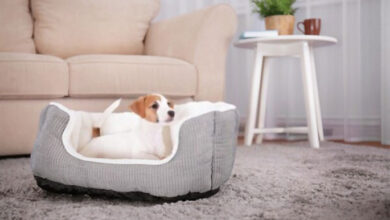 Calming Dog Beds for Anxious Pets