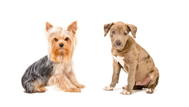 Do Mixed Breed Dogs Have an Advantage Over Purebred Dogs