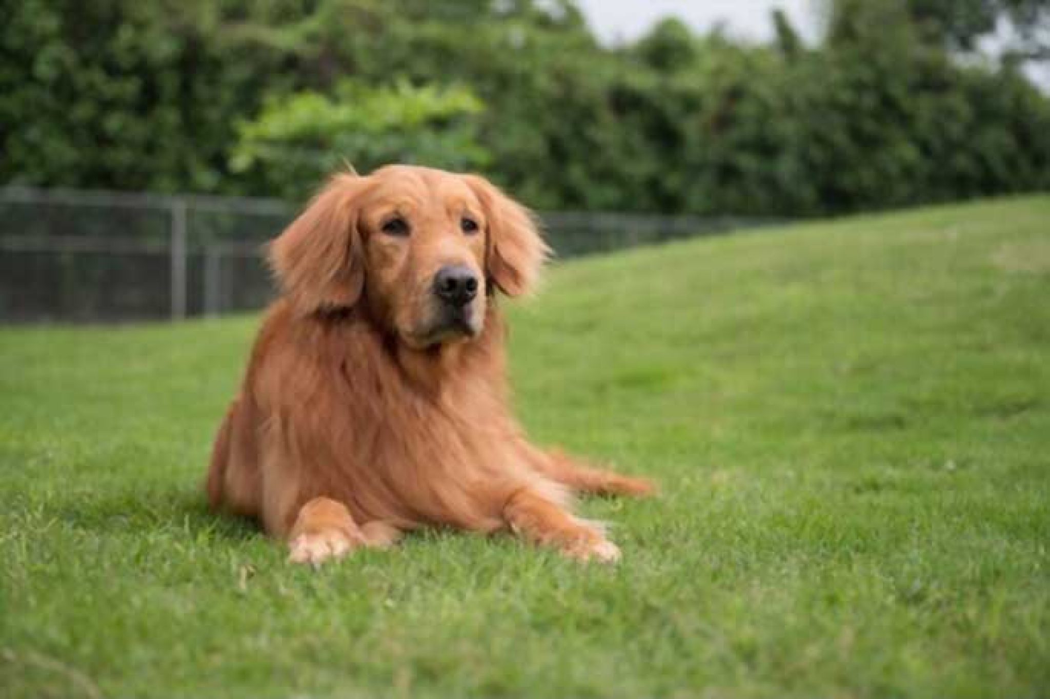 dog-care-facts-every-golden-retriever-owner-needs-to-know