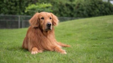 Facts Every Golden Retriever Owner Needs to Know