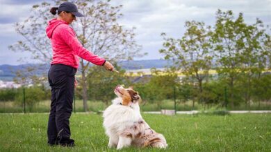 How to Train Dog with Different Types of Wireless Dog Fences