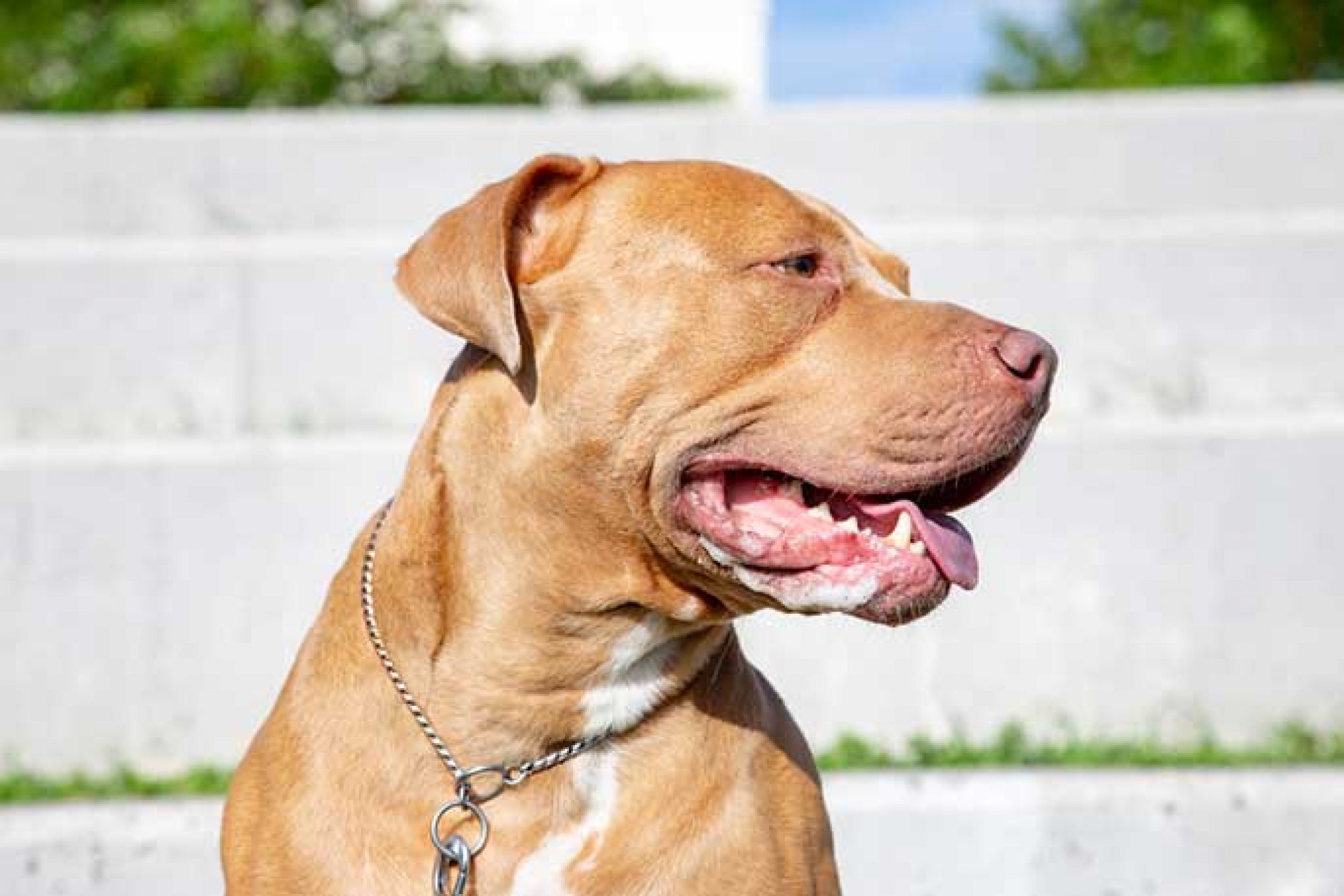 The Best Pit Bull Diet: Tips to Feed Them Properly