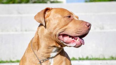 Pit Bull Diet Tips