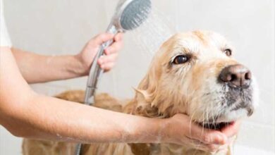 Why You Should Take Your Dog To The Groomers Regularly