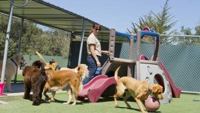 dog daycare melbourne