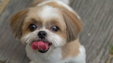 Do You Have an Aggressive Shih Tzu?