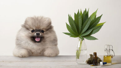 Is CBD Oil Good for Dog Anxiety?