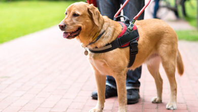 Service Dogs for Anxiety