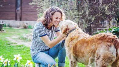 Tips for Caring for Senior Dogs