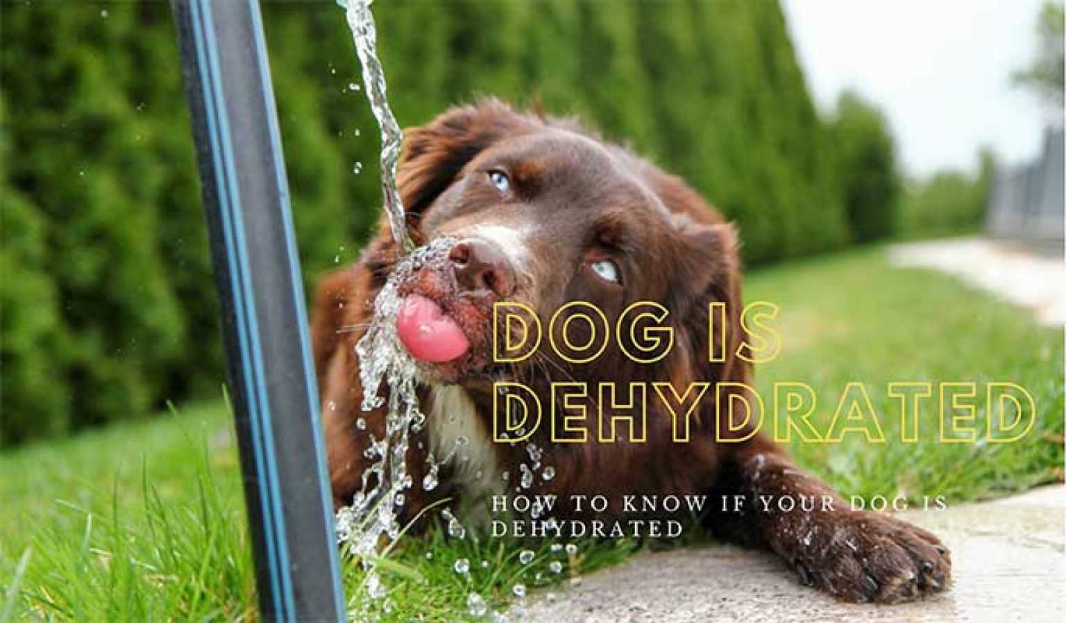 is-your-dog-dehydrated-how-long-your-dog-can-go-without-water