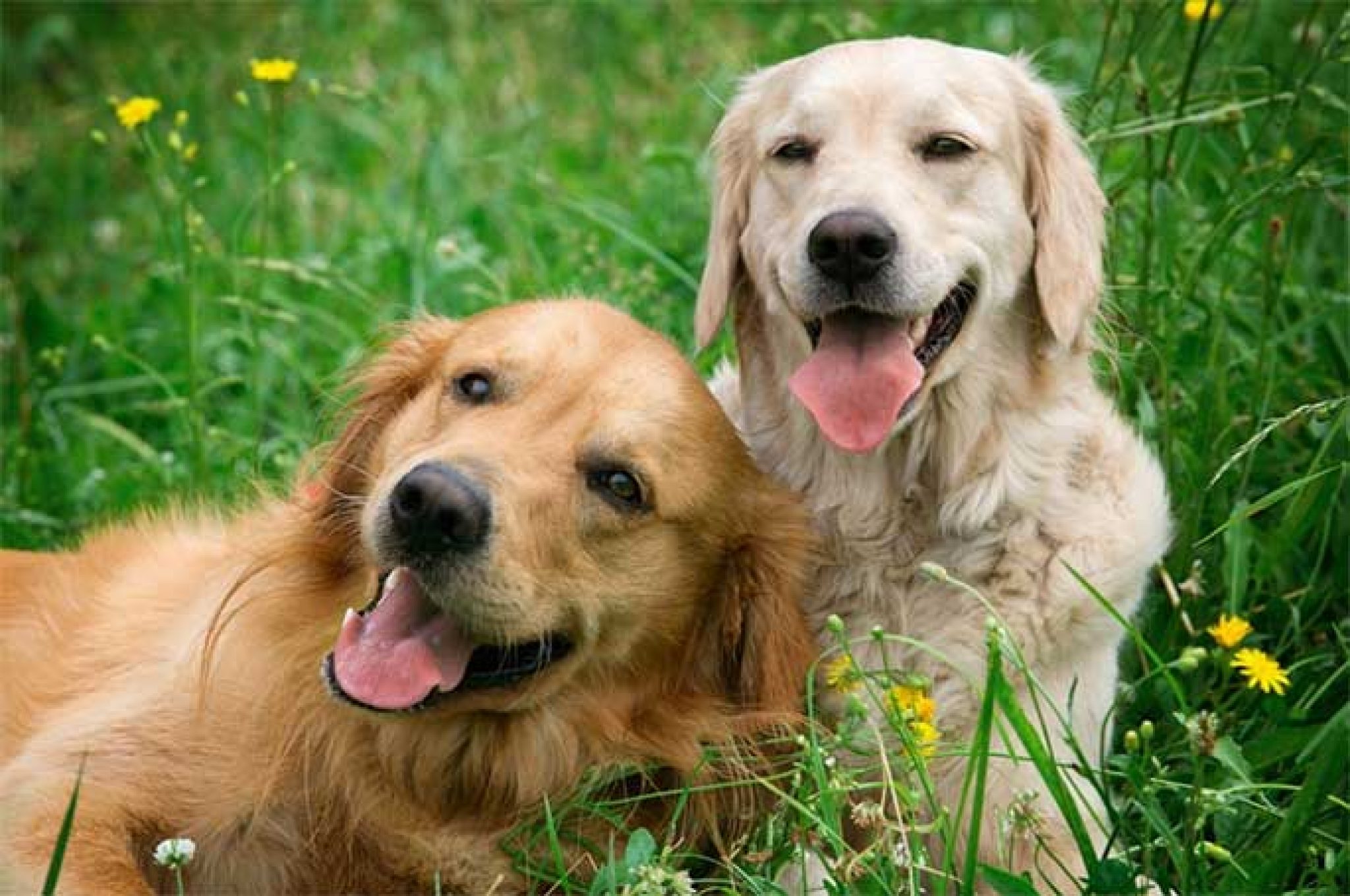 7-ways-to-make-your-dog-much-happier