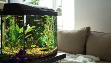 8 Accessories Every Aquarium Needs