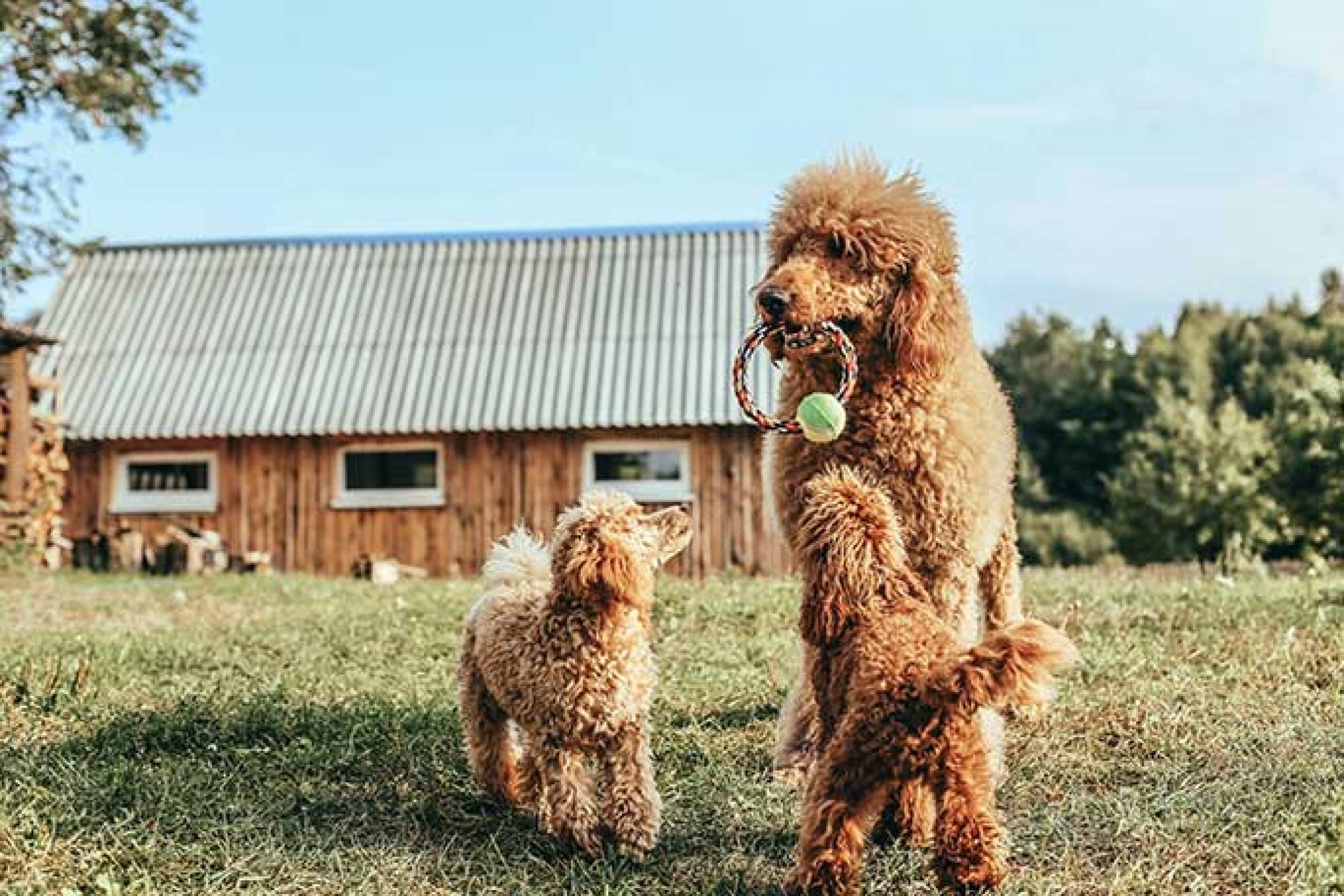 What are the Different Types of Poodles?