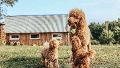 Different Types of Poodles