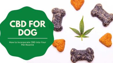 How to Incorporate CBD into Your Pet