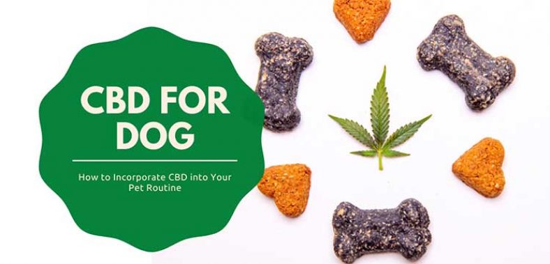 How to Incorporate CBD into Your Pet