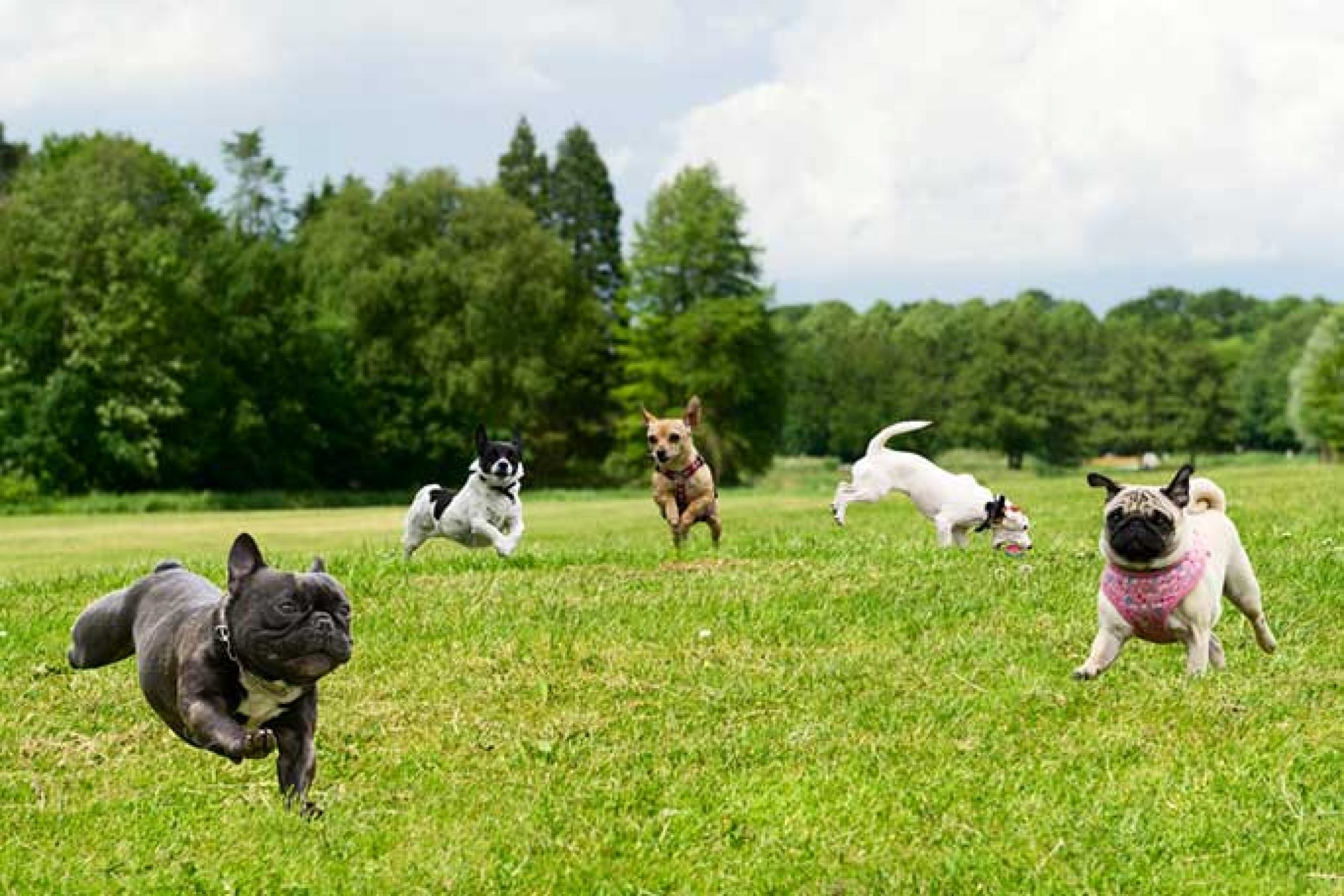 how-to-keep-your-dog-park-safe