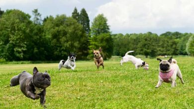 How to Keep Your Dog Park Safe