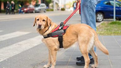 New Policies for Service Animals on Planes