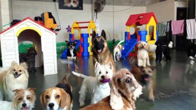 Port Coquitlam Dog Day Care and Boarding Service