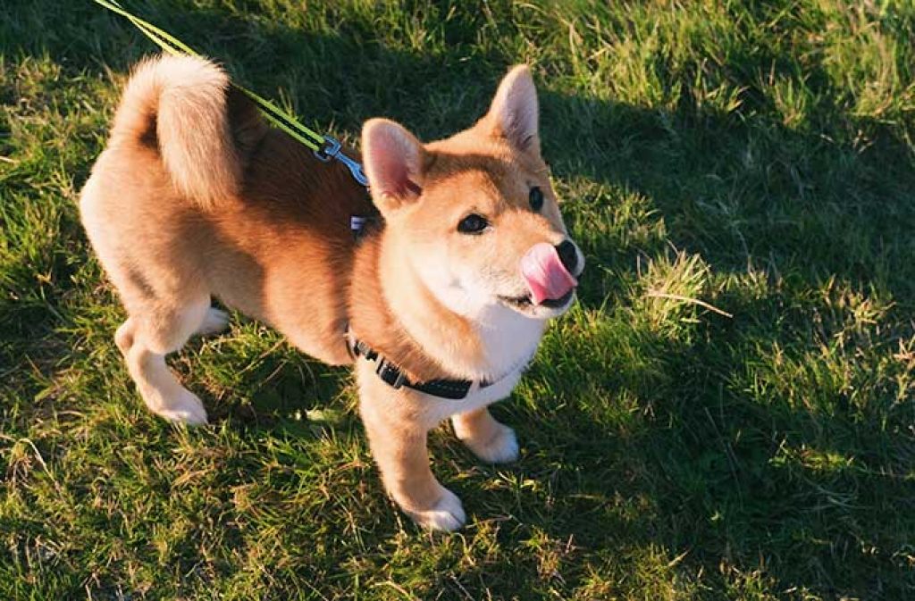 Mini Guide For First-time Owners Of Shiba Inu