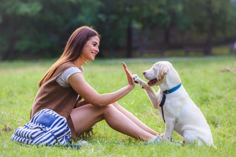 The Importance of Training During Your Dog’s Early Life