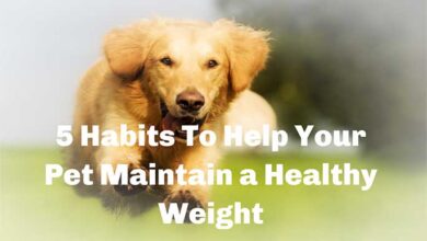 5 Habits To Help Your Pet Maintain a Healthy Weight