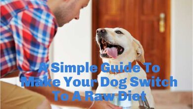 A Simple Guide To Make Your Dog Switch To A Raw Diet