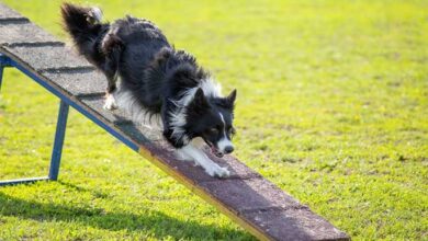 Pet Ramp