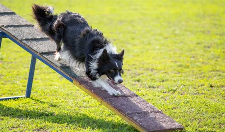 Pet Ramp