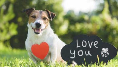 Valentine's Day With Your Pooch