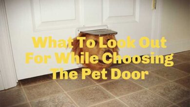 What To Look Out For While Choosing The Pet Door