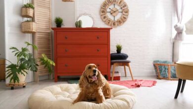 dog room ideas