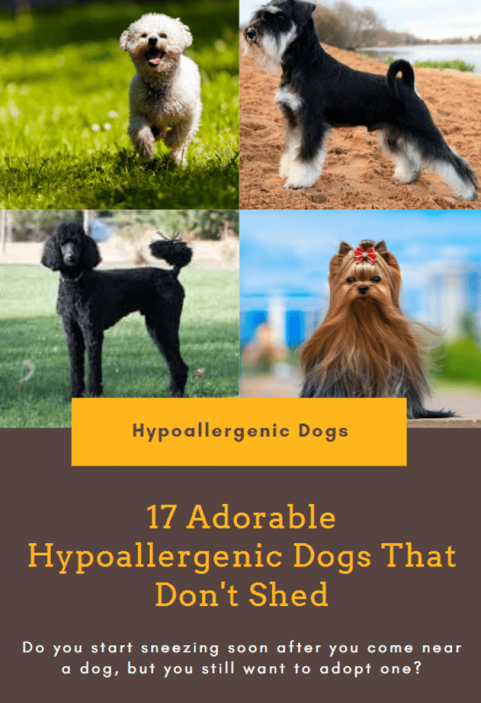 16 Healthiest Dog Breeds That Don’t Shed