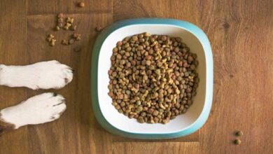 5 Healthy Reasons to Switch to Grain-free Dog Food