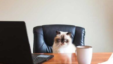 How to Write a Resume for Your Pet