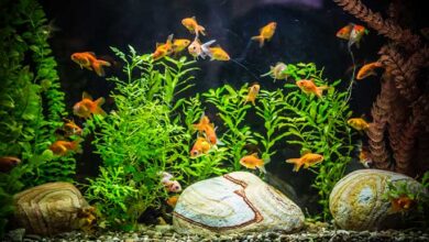 Tropical Fish Care Guide