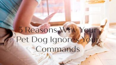 5 Reasons Why Your Pet Dog Ignores Your Commands