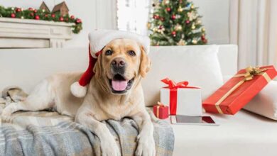 Fun Gifts for Pet Lovers