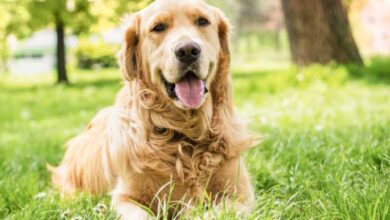 Golden Retriever