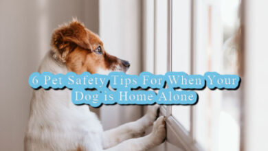 Pet Safety Tips For When Your Dog is Home Alone