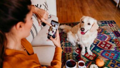 Puppy Can Improve Your Mental Health