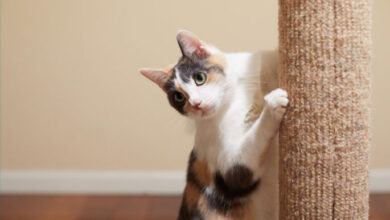 Scratching Post for cats