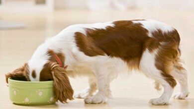 Should Puppies Eat Dry or Wet Food?