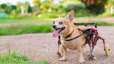 dog wheelchair