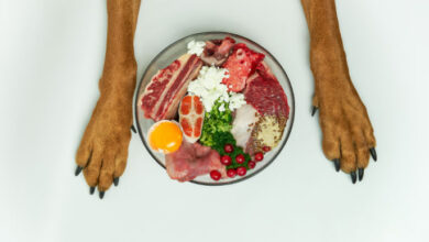 raw diet food for dogs