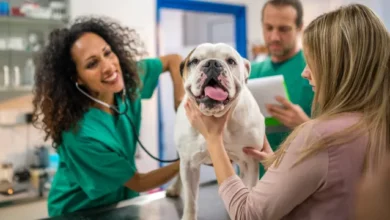 Questions You Must Ask Your Veterinarian