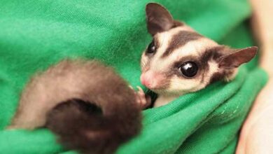 sugar glider pet