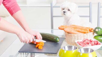 what human snacks are good for dogs